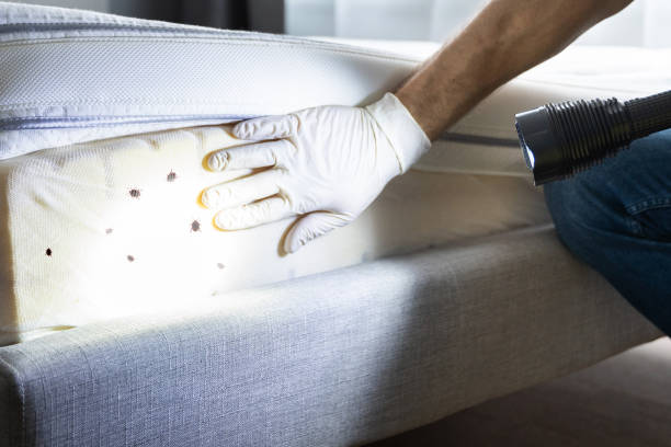 Best Insect Control  in South Venice, FL